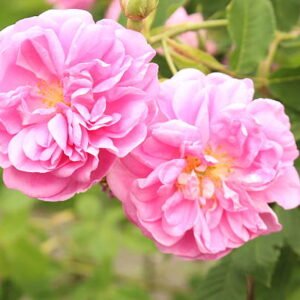 Rosa Damascena