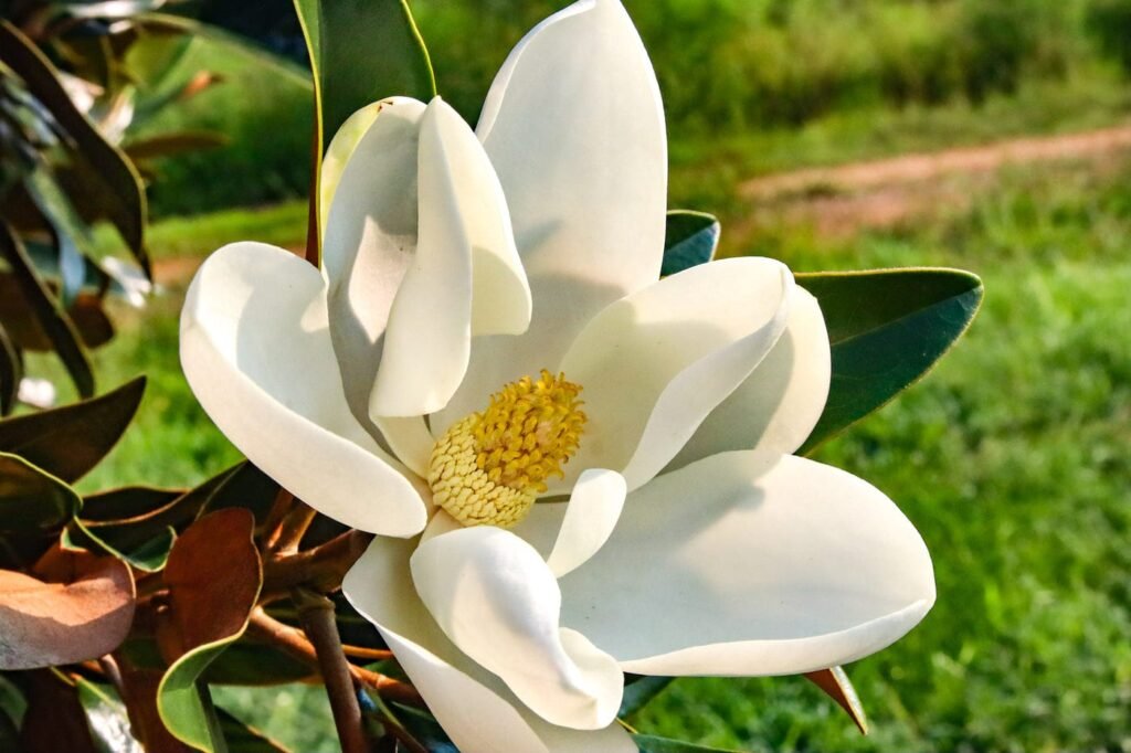 Magnolia