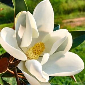 Magnolia