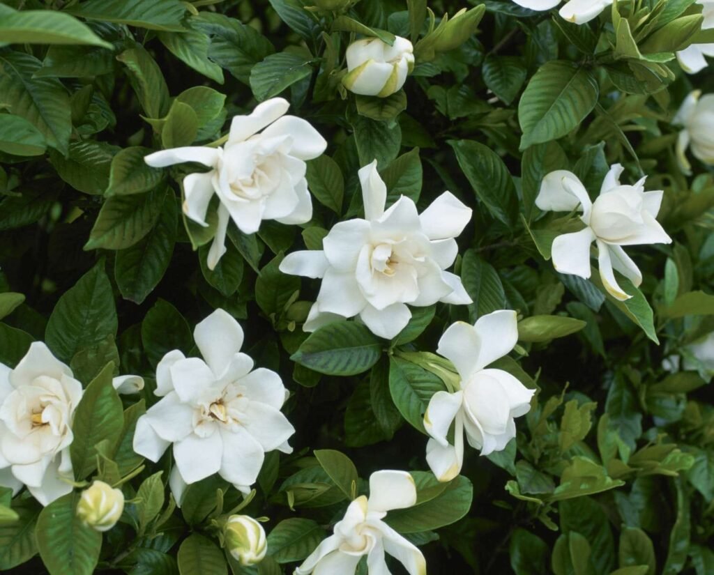 Gardenia