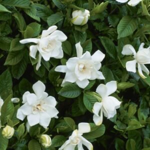 Gardenia