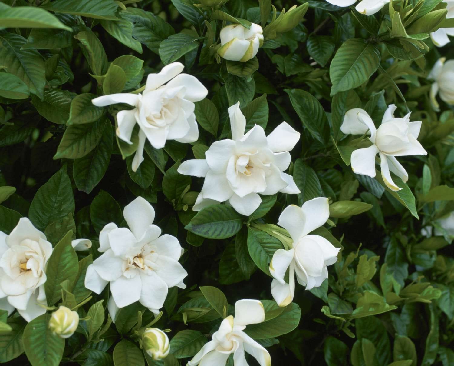 Gardenia