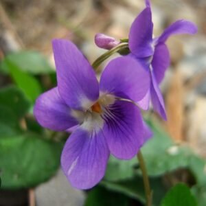 Violeta