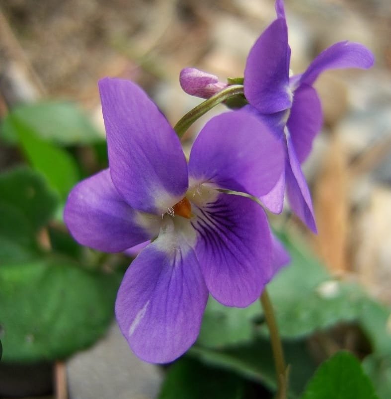 Violeta