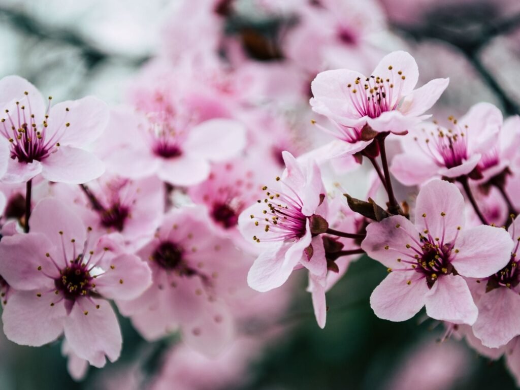 Flor de Cerezo