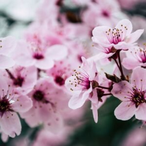 Flor de Cerezo