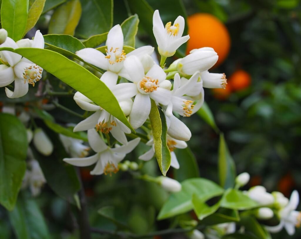 Neroli