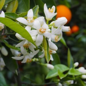 Neroli