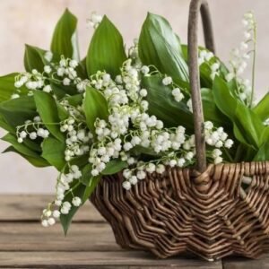Muguet (Lirio de los valles)